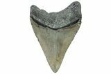 Serrated, Fossil Megalodon Tooth - North Carolina #309508-1